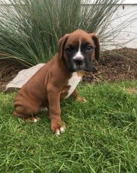 Excellent litter of Boxer puppies for sale