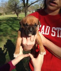 Boxer babies for sale.