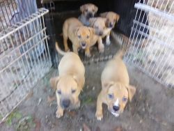 Sharpitt-Boxer Puppies