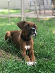 6month old Boxer puppy for sale!