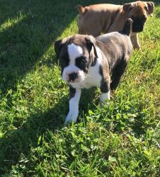 New litter of AKC Boxer Puppies