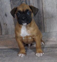 100% Show Lines. Boxer Puppies Looking For Good Homes