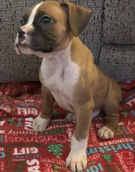 Loving Fawn Male and Female Boxer Puppies