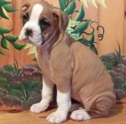 Lively, Friendly Male and Female Boxer Puppies