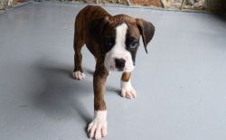 Male and female Boxer puppies for pet lovers