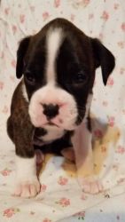 AKC registered Boxer puppies for sale.