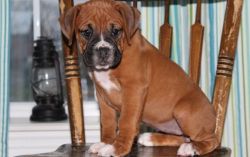 Handsome boxer puppy with huge personality