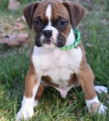 Dark,Brindle Male and Female Boxer Puppies
