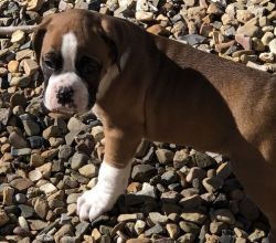 flashy fawn male boxer pup