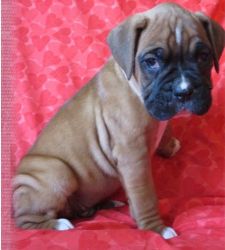 Healthy, Utd Male and Female Boxer Puppies