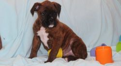 Cute Little Brindle Male and Female Boxer Puppies