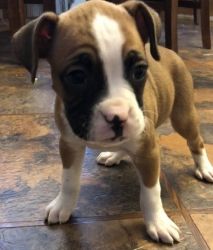 Beautiful Flashy Fawn Male and Female Boxer Puppies