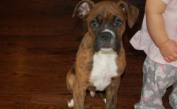 Mahogany,Brindle Male and Female Boxer Puppies