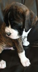 healthy and trained boxer puppies