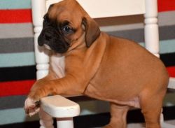 Beautiful Flashy Male and Female Boxer Puppies