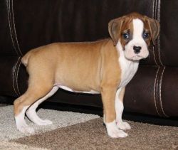 Nice/healthy Boxer puppies available
