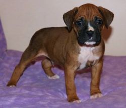 Super Adorable Boxer puppies left 3 boy and 1 girl