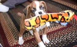 Intelligent Boxer puppies ready for new homes. Text (xxx) xxx-xxx2