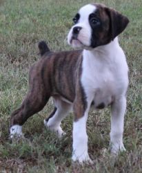 Top Home Trained Boxer Puppies.