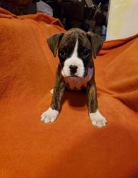 Healthy Home raised Boxer puppies For Sale