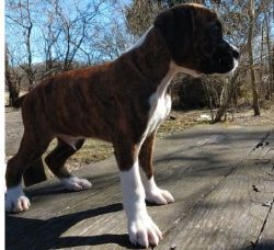 Microchipped Male and Female Boxer Puppies