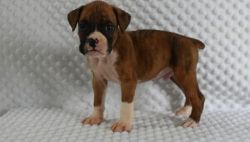 Wonderful Male and Female Boxer Puppies