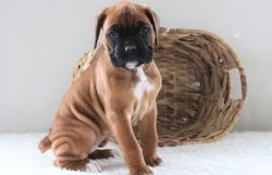 Beautiful Flashy Fawn Male and Female Boxers