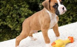 Awesome, Flashy Markings Boxer Puppies