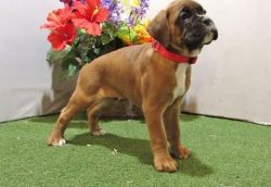 AKC Registered Male and Female Boxer Puppies