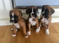 +1(8xx) xx8-2xx3 Adorable AKC Boxer Puppies