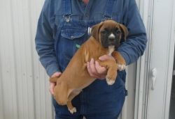 Great Boxer Puppies for sale