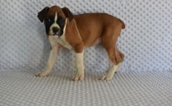 Meet our darling Boxer Puppies For Sale
