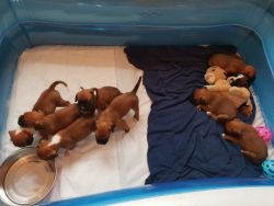 Adorable AKC Boxer puppies. Call or text us at +1 8xx xx8-2xx3