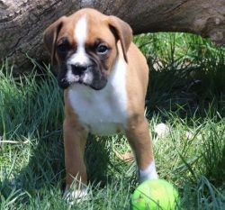 Dark Red Fawn Boxer Puppies