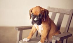red fawn coat and white and black markings boxer puppies