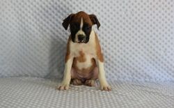 Boys and girls Boxer puppies for sale