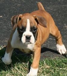 Lovely Boxer puppies ready for Adoption