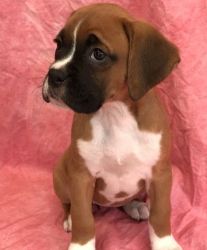 FULL AKC Boxer puppies Available
