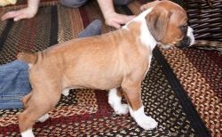 We have Full AKC Boxer Puppies For Sale