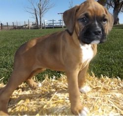 Males and females Boxer puppies available.