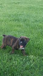 Puppy for sale AKC