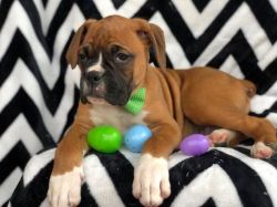 UKU registered Boxer Puppies Available