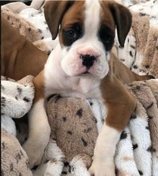 SWEET BOXER PUPPIES FOR ADOPTION