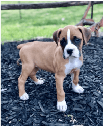 STUNNING BOXER PUPPIES AVAILABLE