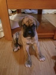 Ready Now Boxer Puppies