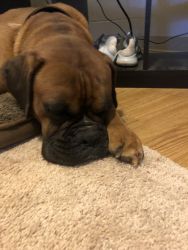 3 Year Old Boxer for sale
