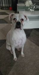 Free White Boxer Looking for a Loving Home