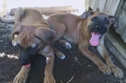 Boxer and German Shepard mixed puppies