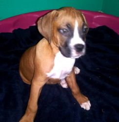 Boxers pups for sale