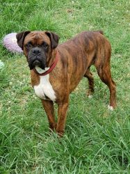 Adult Male Boxer